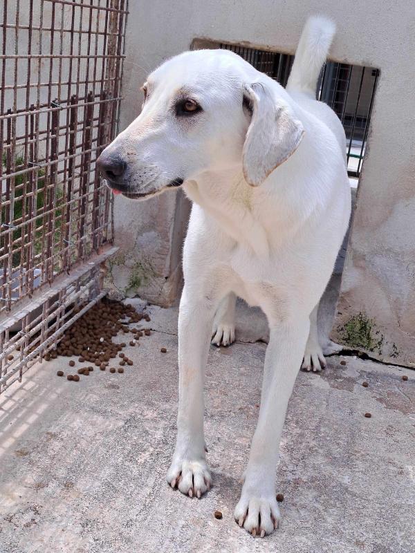 Minerva giovane cagnoletta sui 23 kg in cerca di casa Foto 5